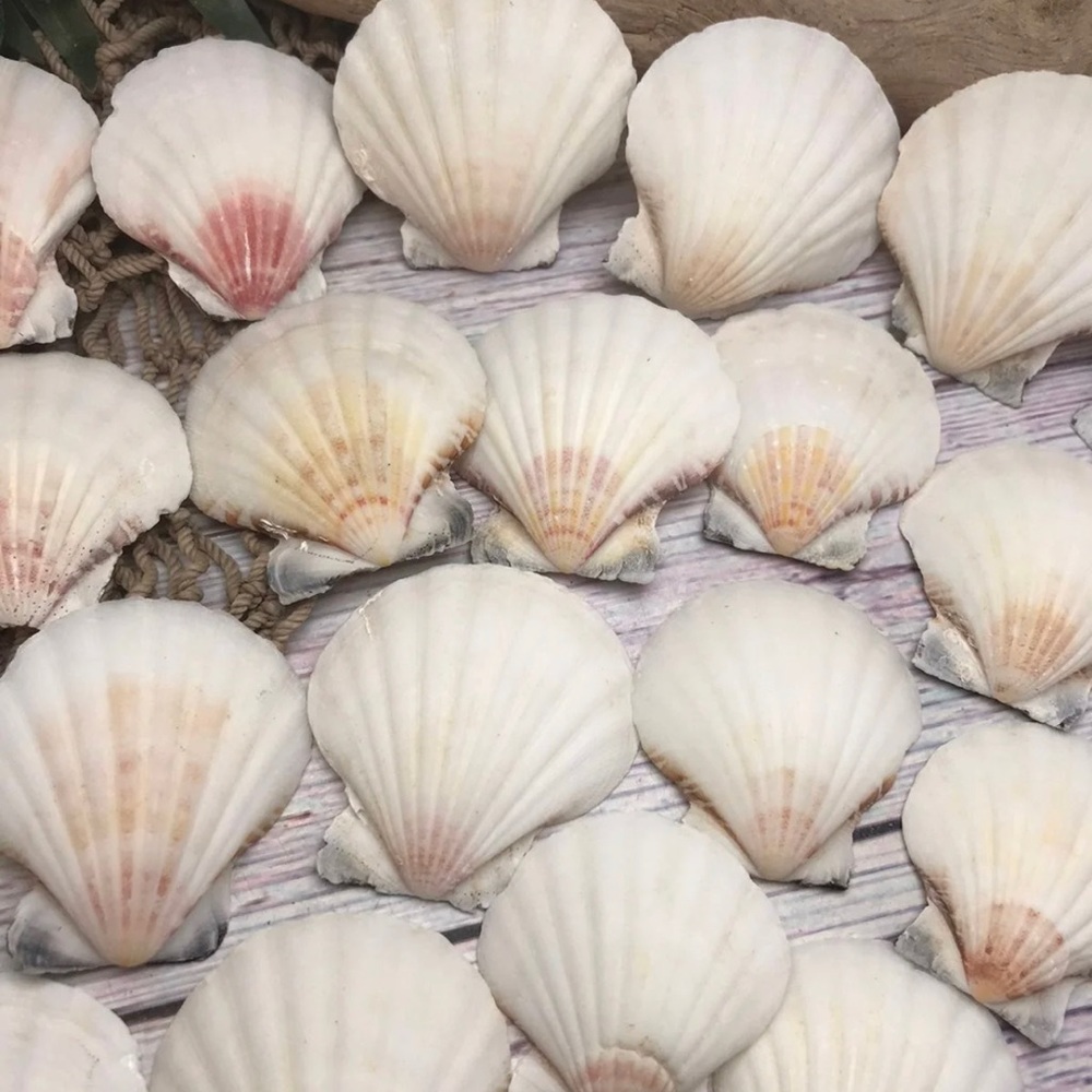 2 Dozen White /Off Scallop Shells Lot DIY Crafting SUPPLIES ornaments BULK LOT